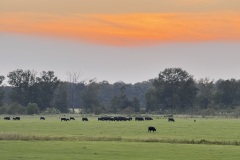 IMG_5525